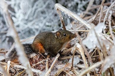《生化危机4：重制版》Demo实机演示 里昂大战电锯人